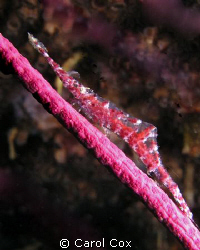 Tozeuma serratum, Sawblade Arrow Shrimp by Carol Cox 